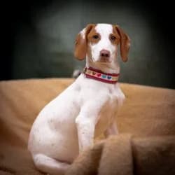 Kenia, female mixed breed for adoption at Tierheim Bad Homburg, Homburg photo 3