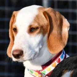 Kenia, female mixed breed for adoption at Tierheim Bad Homburg, Homburg photo 4