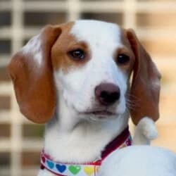 Kenia, female mixed breed for adoption at Tierheim Bad Homburg, Homburg photo 5