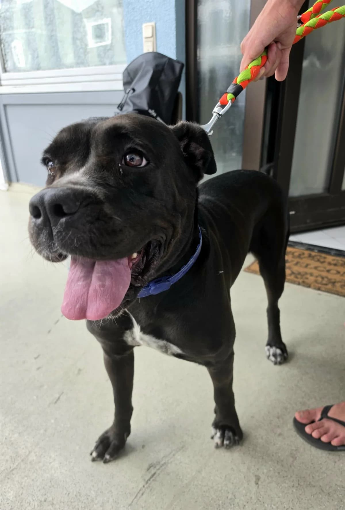 Kyara, female senior Cane Corso for adoption at Tierheim Bad Homburg, Homburg