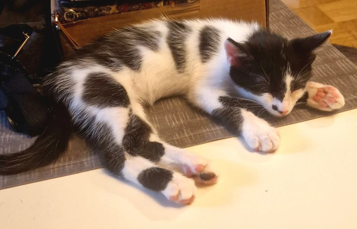 Logan, male puppy European Shorthair for adoption at Tierheim Bad Homburg, Homburg