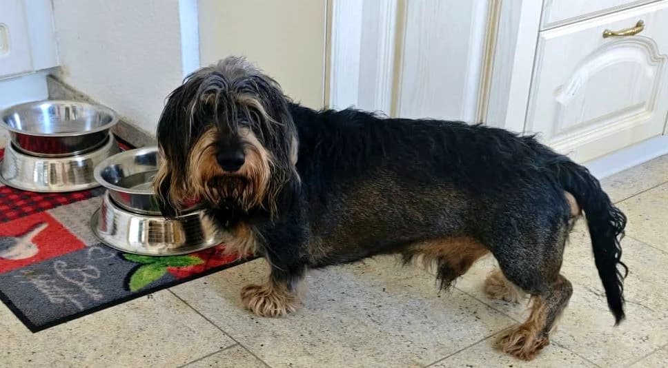 Max, male 5yo Dachshund for adoption at Tierheim Bad Homburg, Homburg