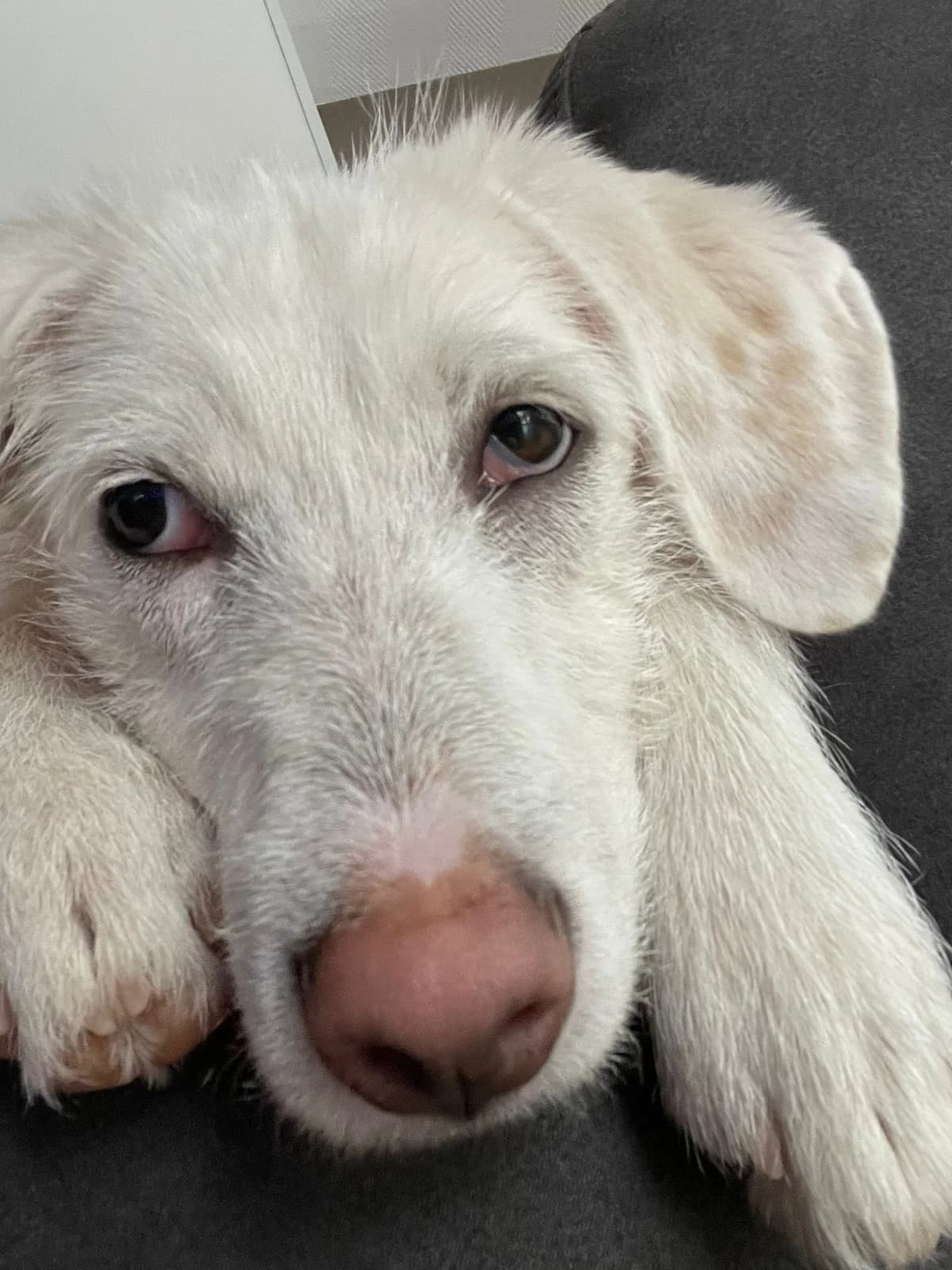 Maya, female Labrador Retriever for adoption at Homburg