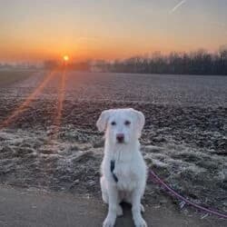 Maya, female Labrador Retriever for adoption at Tierheim Bad Homburg, Homburg photo 2