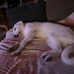 Maya, female Labrador Retriever for adoption at Tierheim Bad Homburg, Homburg photo 3