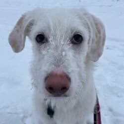 Maya, female Labrador Retriever for adoption at Tierheim Bad Homburg, Homburg photo 4