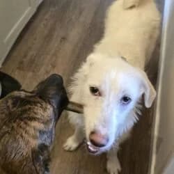 Maya, female Labrador Retriever for adoption at Tierheim Bad Homburg, Homburg photo 5