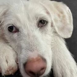 Maya, female Labrador Retriever for adoption at Tierheim Bad Homburg, Homburg photo 6