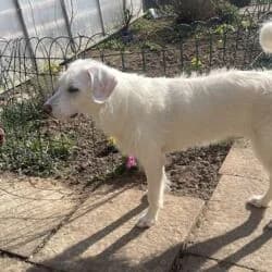 Maya, female Labrador Retriever for adoption at Tierheim Bad Homburg, Homburg photo 7