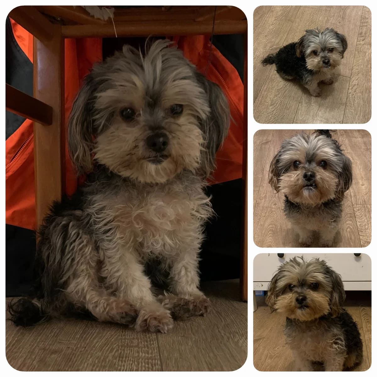 Michi, male Yorkshire Terrier for adoption at Homburg