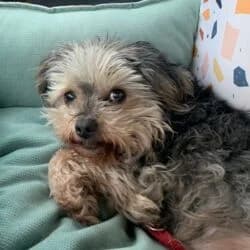 Michi, male Yorkshire Terrier for adoption at Tierheim Bad Homburg, Homburg photo 2