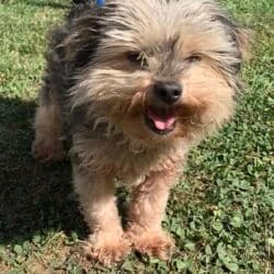 Michi, male Yorkshire Terrier for adoption at Tierheim Bad Homburg, Homburg photo 3