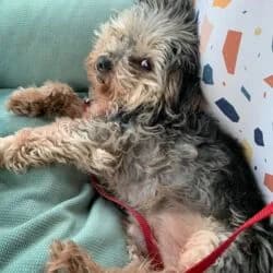 Michi, male Yorkshire Terrier for adoption at Tierheim Bad Homburg, Homburg photo 4