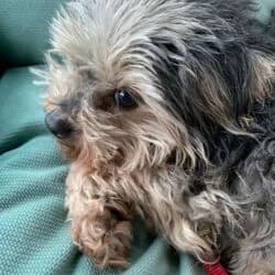 Michi, male Yorkshire Terrier for adoption at Tierheim Bad Homburg, Homburg photo 5