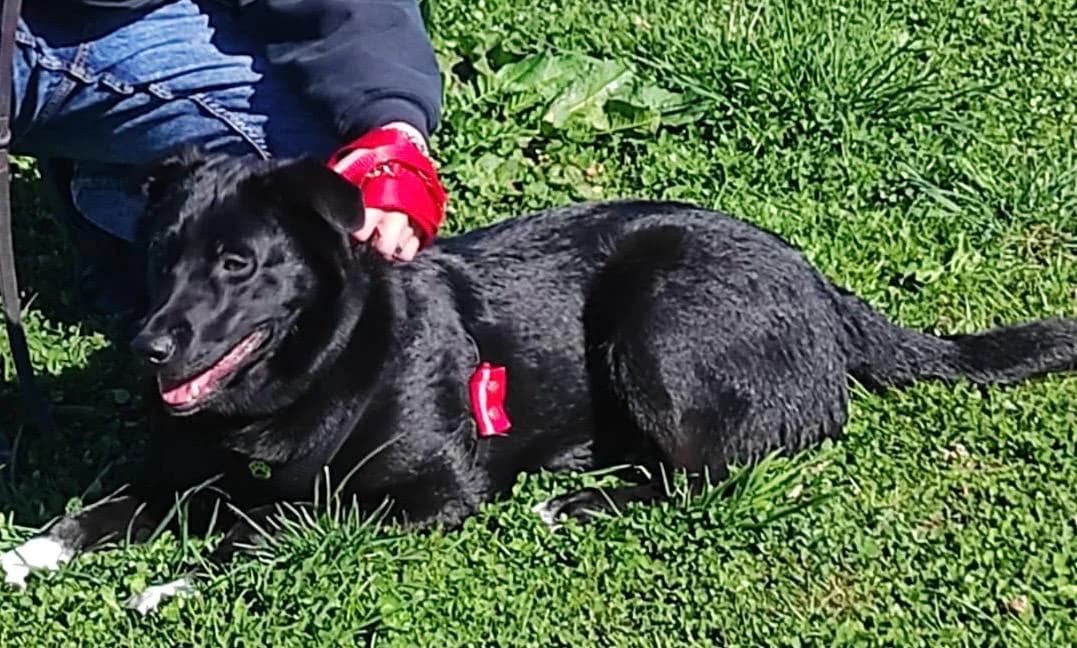 Nikki, female Labrador Retriever for adoption at Homburg