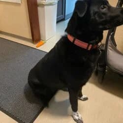 Nikki, female Labrador Retriever for adoption at Tierheim Bad Homburg, Homburg photo 2