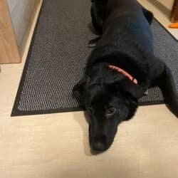 Nikki, female Labrador Retriever for adoption at Tierheim Bad Homburg, Homburg photo 3