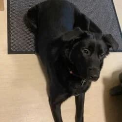 Nikki, female Labrador Retriever for adoption at Tierheim Bad Homburg, Homburg photo 4