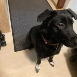 Nikki, female Labrador Retriever for adoption at Tierheim Bad Homburg, Homburg photo 5