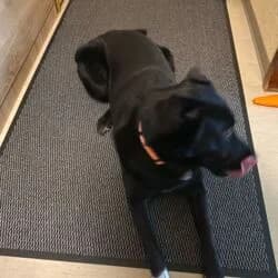 Nikki, female Labrador Retriever for adoption at Tierheim Bad Homburg, Homburg photo 6