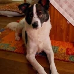 Paddy, male Mixed Breed for adoption at Tierheim Bad Homburg, Homburg photo 2