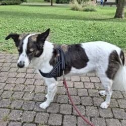 Paddy, male Mixed Breed for adoption at Tierheim Bad Homburg, Homburg photo 3