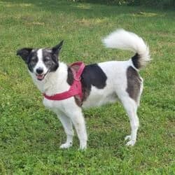 Paddy, male Mixed Breed for adoption at Tierheim Bad Homburg, Homburg photo 4