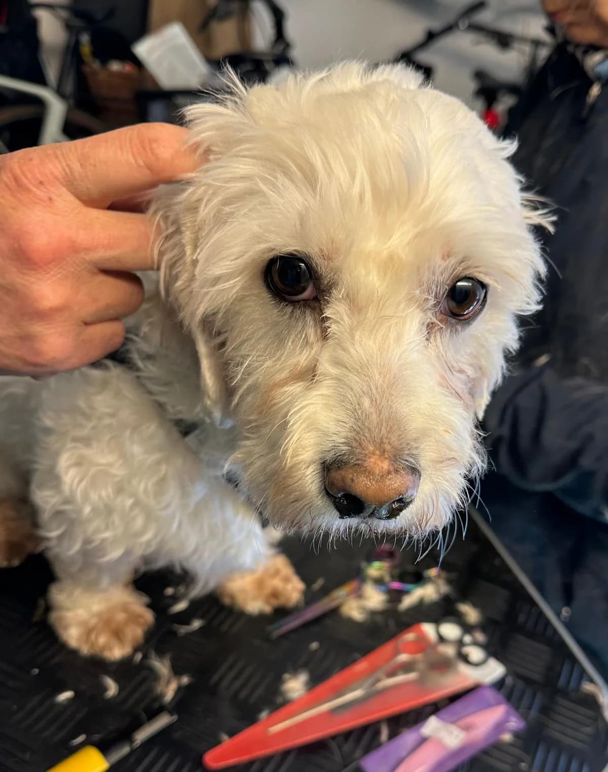 Piet, male Maltipoo for adoption at Homburg