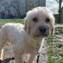 Piet, male Maltipoo for adoption at Tierheim Bad Homburg, Homburg photo 2