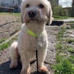 Piet, male Maltipoo for adoption at Tierheim Bad Homburg, Homburg photo 3