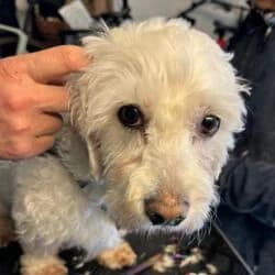 Piet, male Maltipoo for adoption at Tierheim Bad Homburg, Homburg photo 4