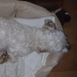 Piet, male Maltipoo for adoption at Tierheim Bad Homburg, Homburg photo 5