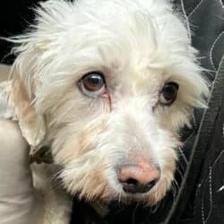 Piet, male Maltipoo for adoption at Tierheim Bad Homburg, Homburg photo 6