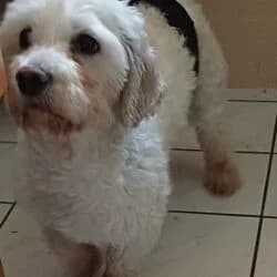 Piet, male Maltipoo for adoption at Tierheim Bad Homburg, Homburg photo 7