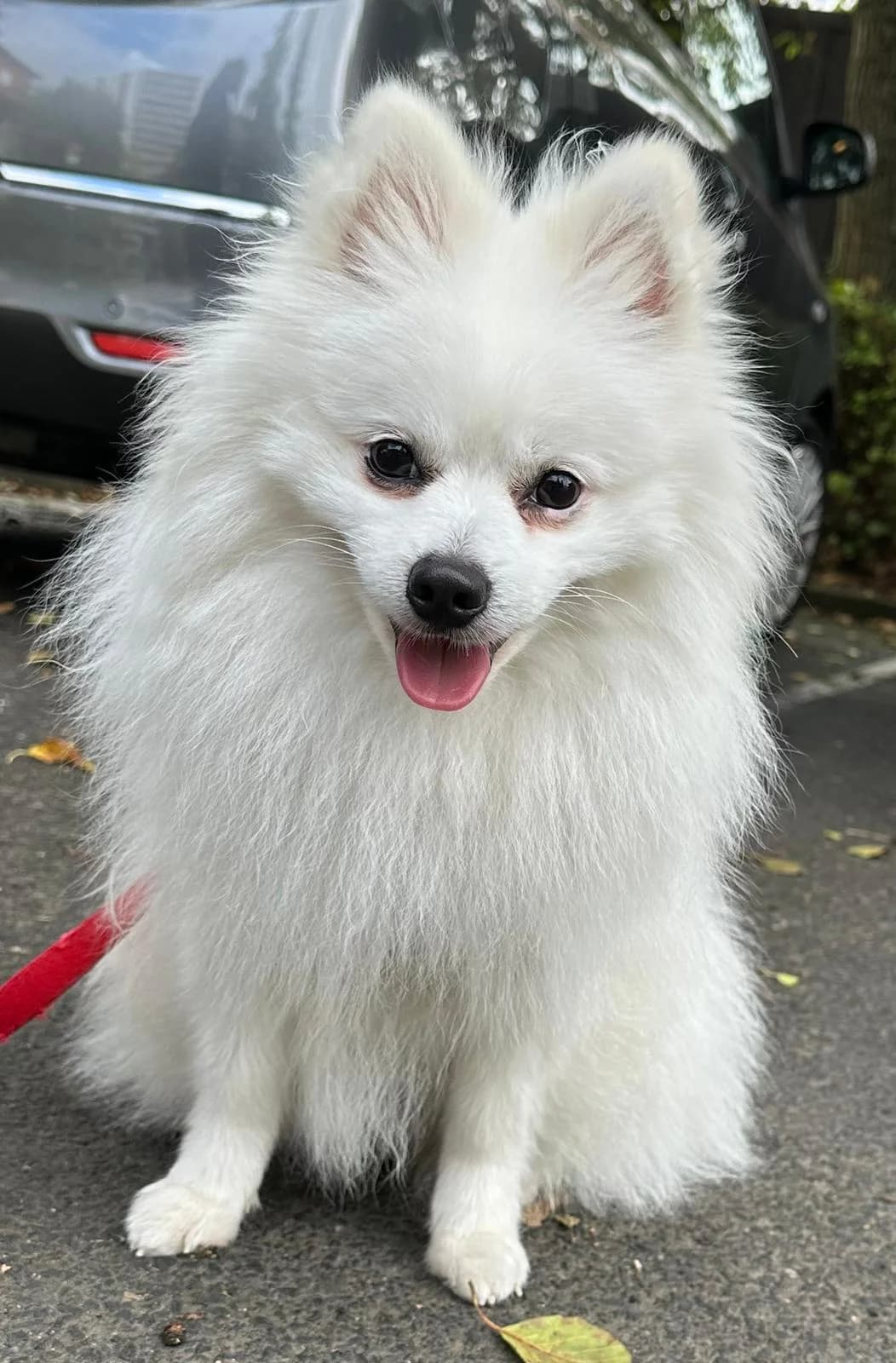 Monti, male German Shorthaired Pointer for adoption at Homburg