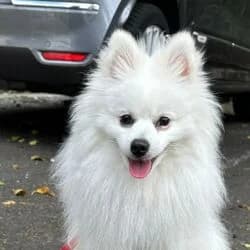 Monti, male German Shorthaired Pointer for adoption at Tierheim Bad Homburg, Homburg photo 2
