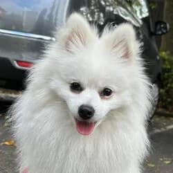 Monti, male German Shorthaired Pointer for adoption at Tierheim Bad Homburg, Homburg photo 3