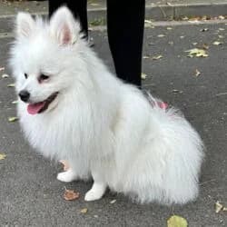 Monti, male German Shorthaired Pointer for adoption at Tierheim Bad Homburg, Homburg photo 4