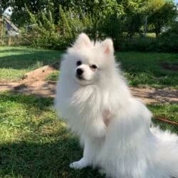 Monti, male German Shorthaired Pointer for adoption at Tierheim Bad Homburg, Homburg photo 5