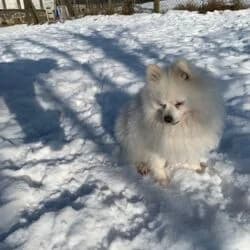 Monti, male German Shorthaired Pointer for adoption at Tierheim Bad Homburg, Homburg photo 6