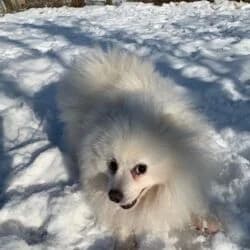 Monti, male German Shorthaired Pointer for adoption at Tierheim Bad Homburg, Homburg photo 7