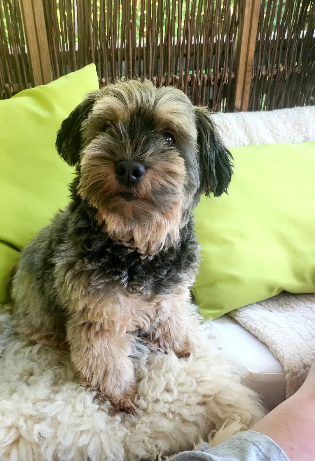 Rio, male senior Havanese for adoption at Tierheim Bad Homburg, Homburg