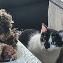 Rio, male Havanese for adoption at Tierheim Bad Homburg, Homburg photo 2