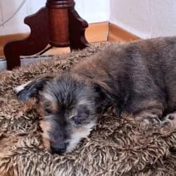 Rio, male Havanese for adoption at Tierheim Bad Homburg, Homburg photo 3