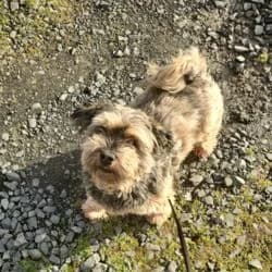 Rio, male Havanese for adoption at Tierheim Bad Homburg, Homburg photo 4
