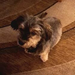 Rio, male Havanese for adoption at Tierheim Bad Homburg, Homburg photo 5