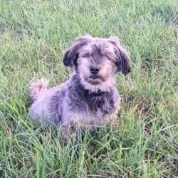 Rio, male Havanese for adoption at Tierheim Bad Homburg, Homburg photo 6