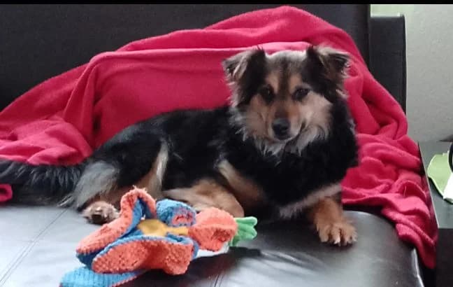 Sisi, female Mixed Breed for adoption at Homburg