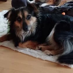 Sisi, female Mixed Breed for adoption at Tierheim Bad Homburg, Homburg photo 2