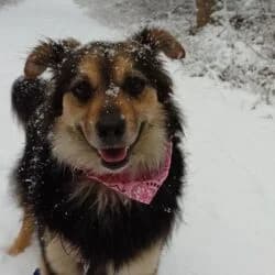 Sisi, female Mixed Breed for adoption at Tierheim Bad Homburg, Homburg photo 3